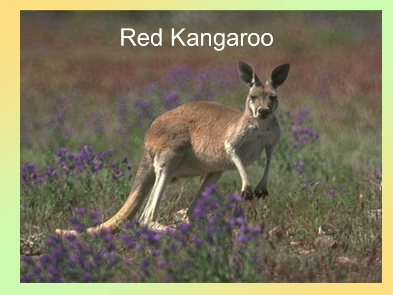 45 Red Kangaroo